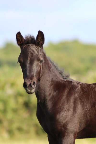 Connemara Filly Foal