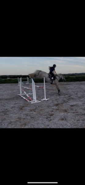 Daisy - 4yo Connemara pony