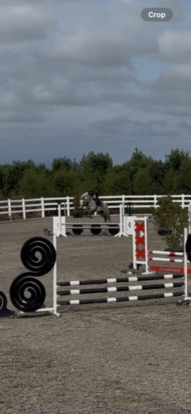 Daisy - 4yo Connemara pony