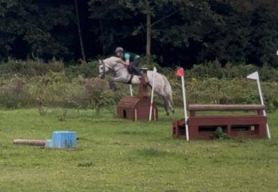 Daisy - 4yo Connemara pony