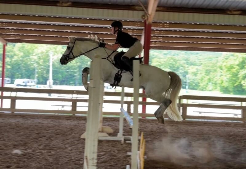 Lovely young Connemara eventing stallion