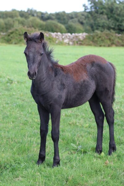 Connemara Filly Foal