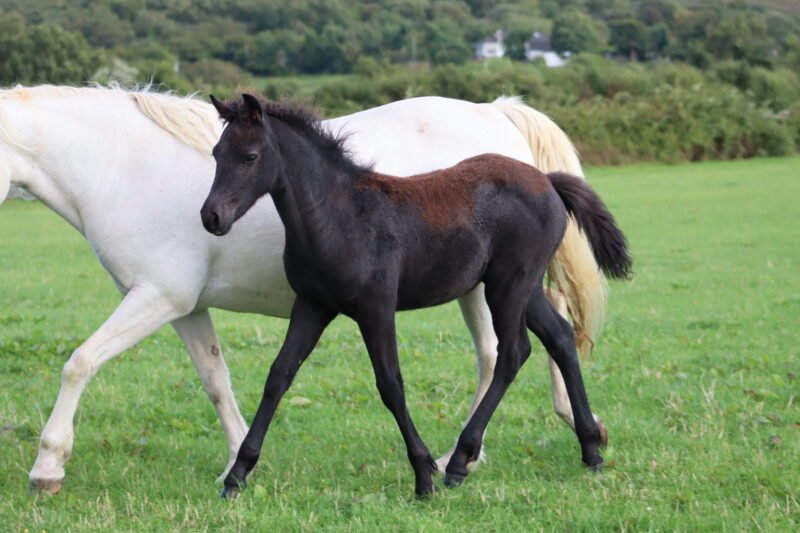Connemara Filly Foal
