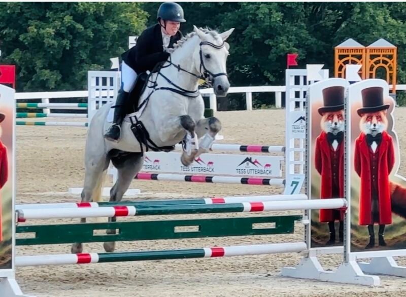 Lovely young Connemara eventing stallion