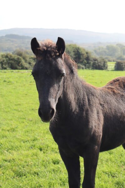 Connemara Filly Foal