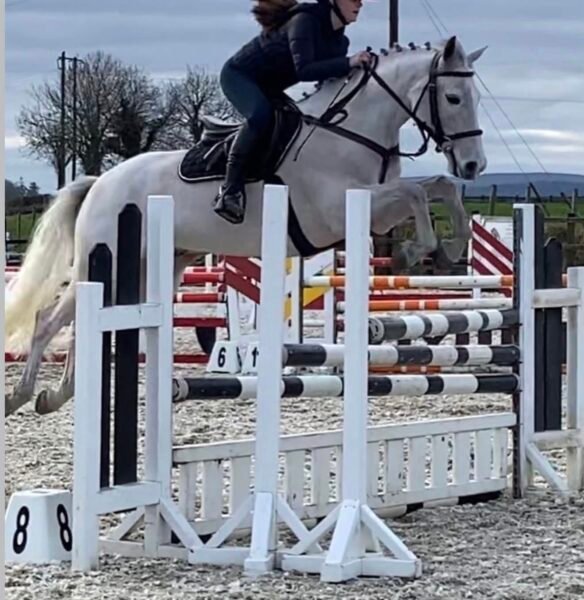 Smashing 148cm Gelding