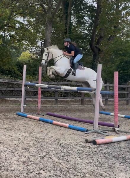 Smashing 148cm Gelding