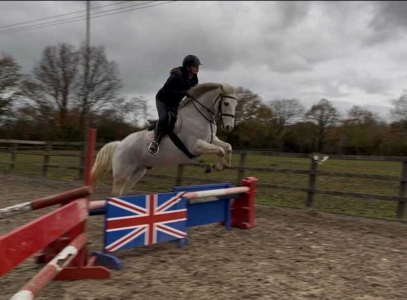 Smashing 148cm Gelding