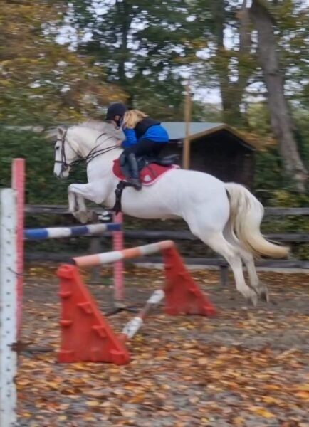 Smashing 148cm Gelding
