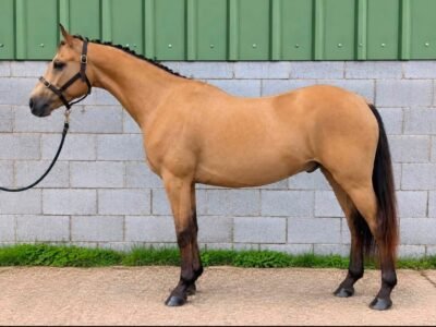 JJ – Overheight 5yo Connemara Gelding