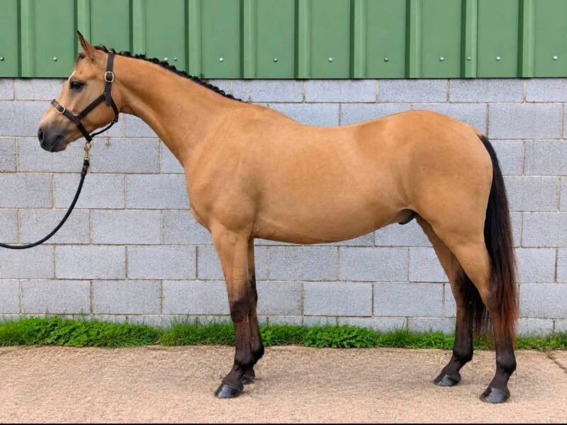 JJ – Overheight 5yo Connemara Gelding