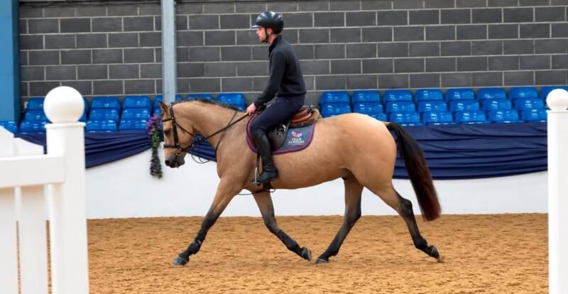 JJ – Overheight 5yo Connemara Gelding