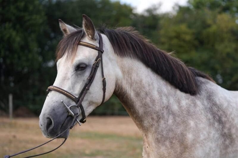 Bruno Mars – 14.2hh 4yo Connemara Gelding
