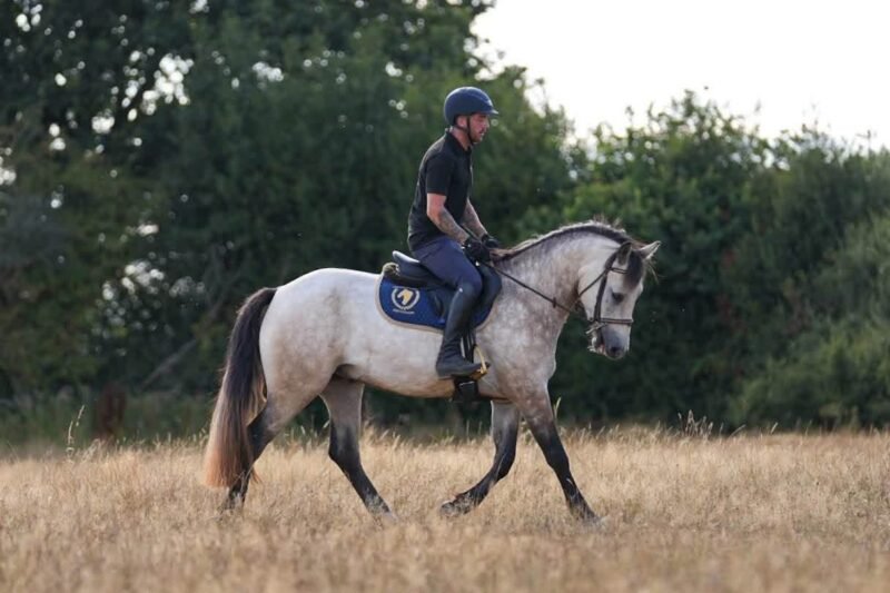 Bruno Mars – 14.2hh 4yo Connemara Gelding