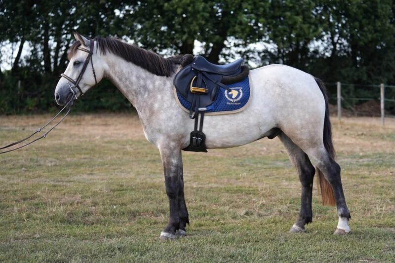Bruno Mars – 14.2hh 4yo Connemara Gelding