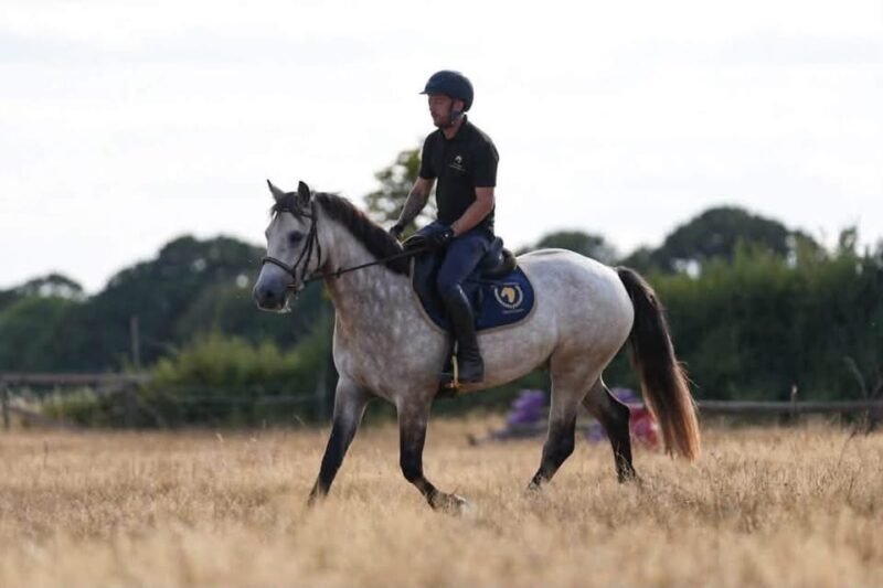 Bruno Mars – 14.2hh 4yo Connemara Gelding