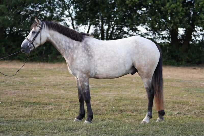 Bruno Mars – 14.2hh 4yo Connemara Gelding