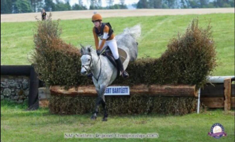 Brackly Amigo – 14hh PC Allrounder