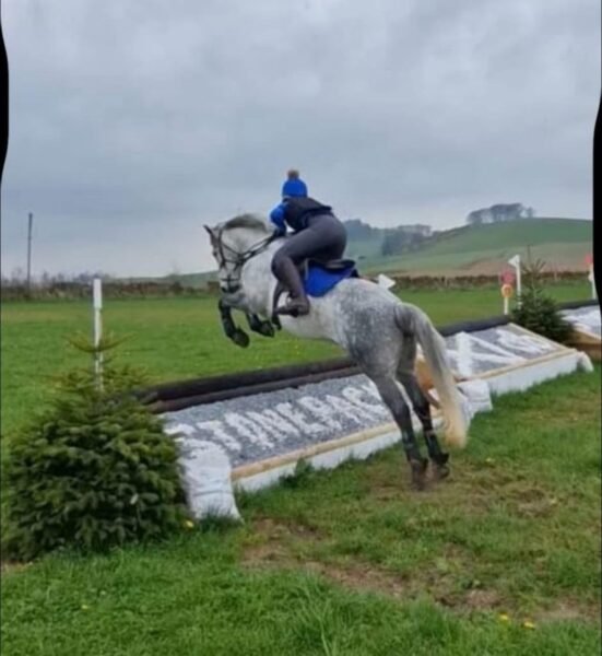 Brackly Amigo – 14hh PC Allrounder