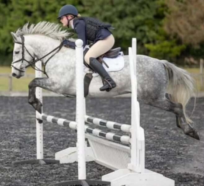 Brackly Amigo – 14hh PC Allrounder