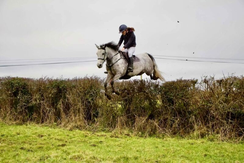 April Shadow – 148cm SJI Connemara Gelding