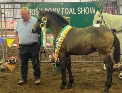 •SOLD• Crusheen Samuel’s Rambo – Colt Foal