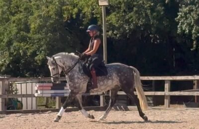 6-Year-Old Overheight Connemara Gelding