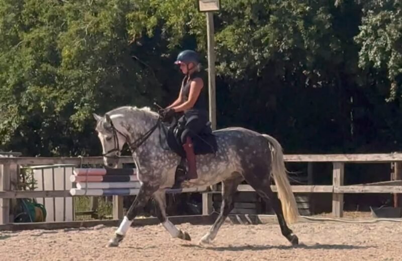 6-Year-Old Overheight Connemara Gelding