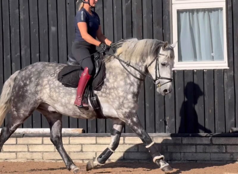 6-Year-Old Overheight Connemara Gelding