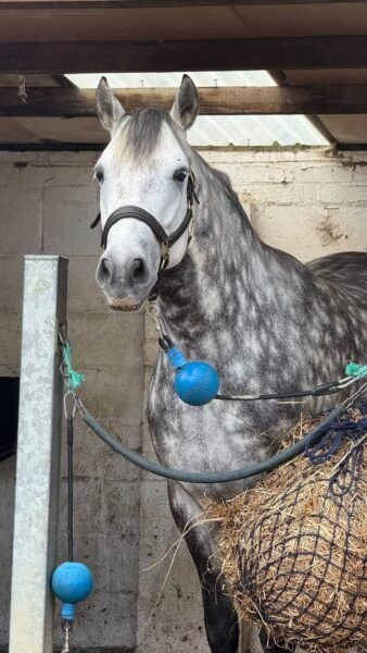 6-Year-Old Overheight Connemara Gelding