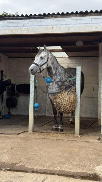 6-Year-Old Overheight Connemara Gelding