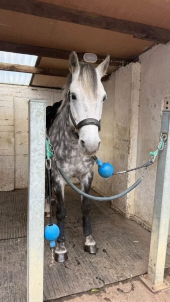 6-Year-Old Overheight Connemara Gelding