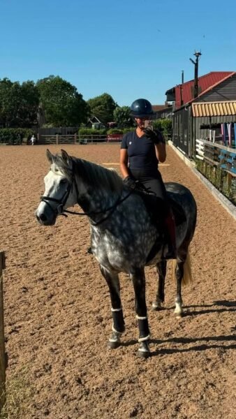 6-Year-Old Overheight Connemara Gelding