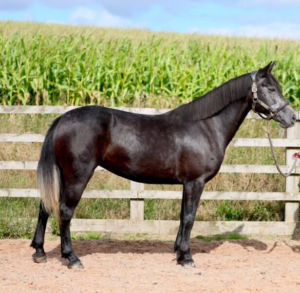 14.1hh 4yo Registered Connemara Mare