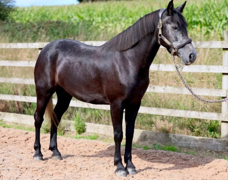 14.1hh 4yo Registered Connemara Mare