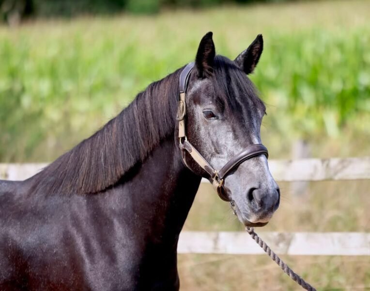 14.1hh 4yo Registered Connemara Mare