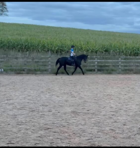 14.1hh 4yo Registered Connemara Mare