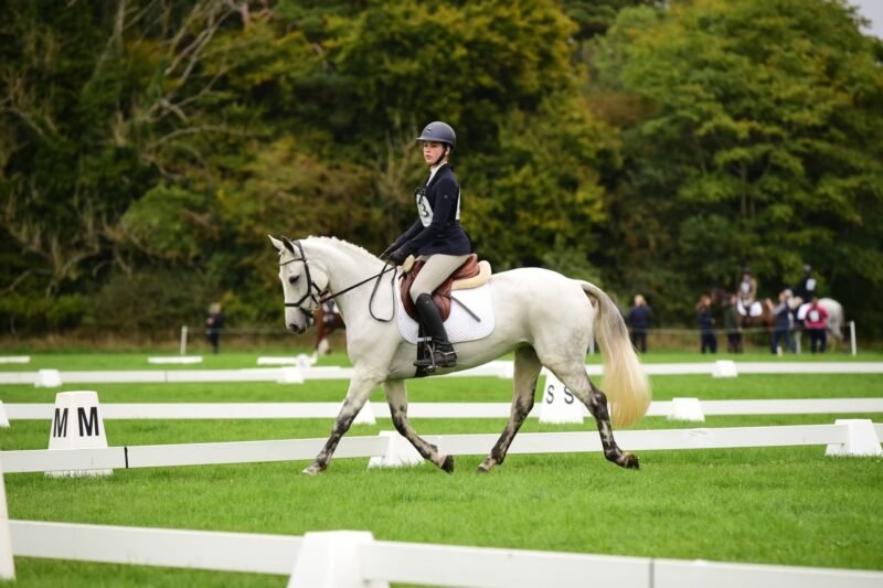 145cm 8yo Event Pony