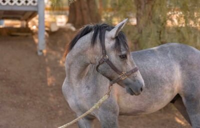 Gately’s Gin Martini – Yearling Connemara Gelding