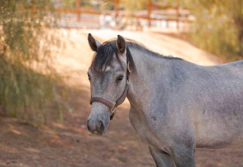 Gately’s Gin Martini – Yearling Connemara Gelding