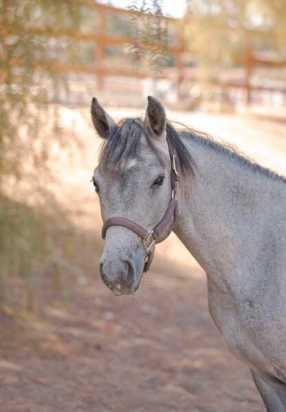 Gately’s Gin Martini – Yearling Connemara Gelding