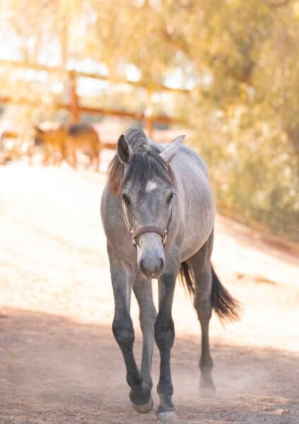 Gately’s Gin Martini – Yearling Connemara Gelding