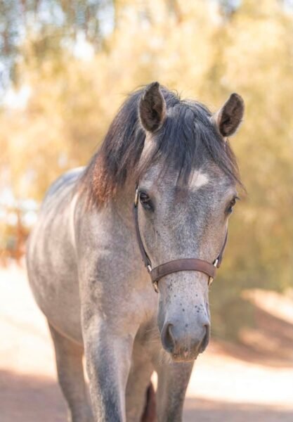 Gately’s Gin Martini – Yearling Connemara Gelding