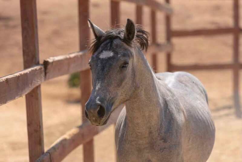 Gately’s Gin Martini – Yearling Connemara Gelding