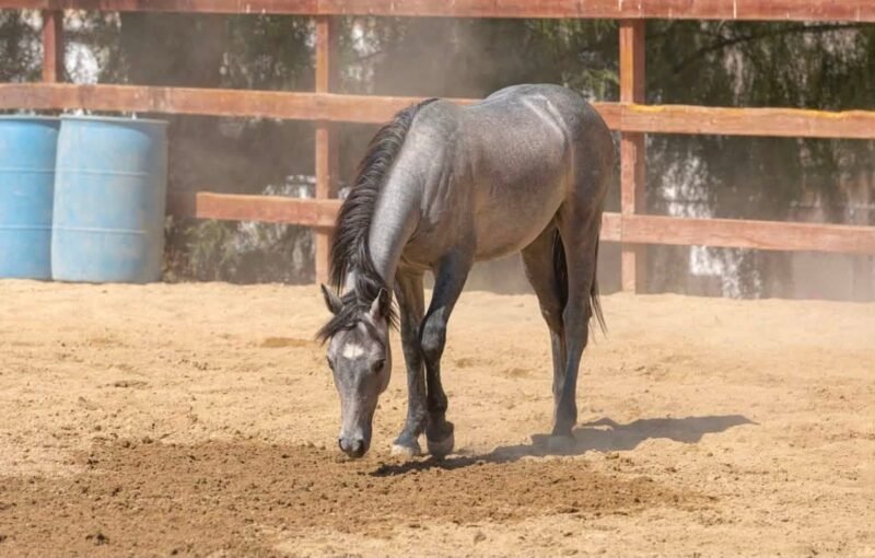 Gately’s Gin Martini – Yearling Connemara Gelding