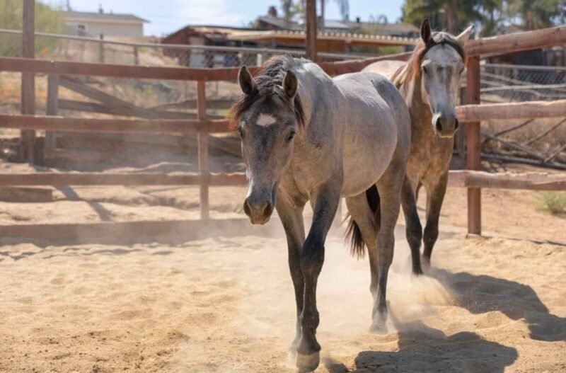 Gately’s Gin Martini – Yearling Connemara Gelding