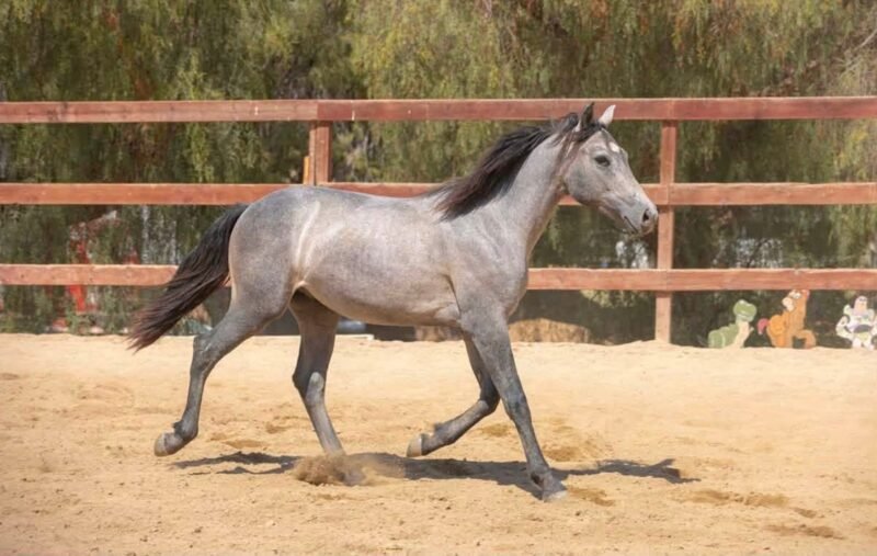 Gately’s Gin Martini – Yearling Connemara Gelding