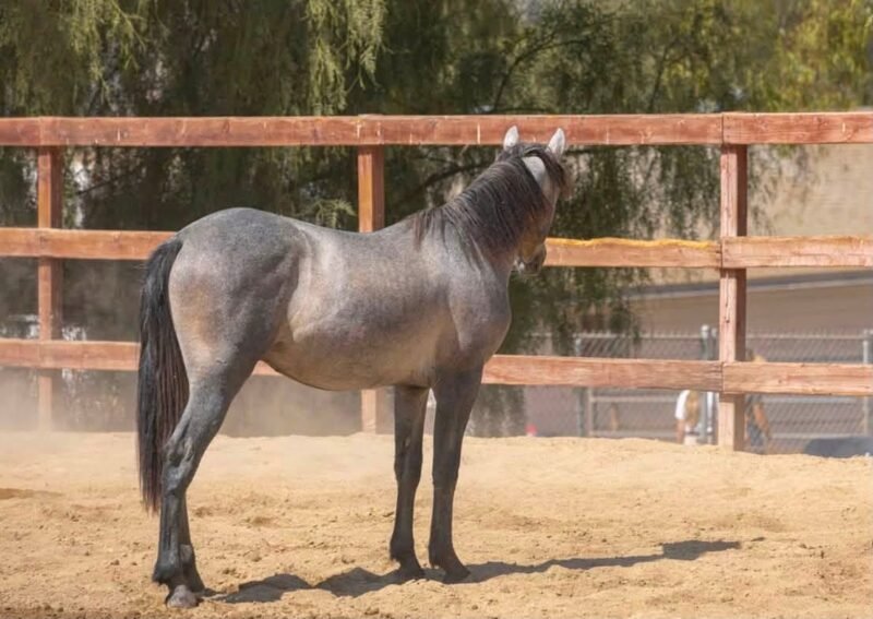 Gately’s Gin Martini – Yearling Connemara Gelding