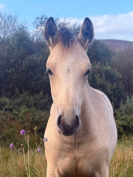 Garraunbawn Rooney – Connemara Colt Foal