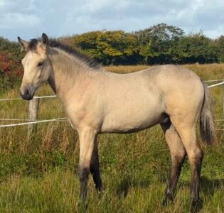 Garraunbawn Rooney – Connemara Colt Foal